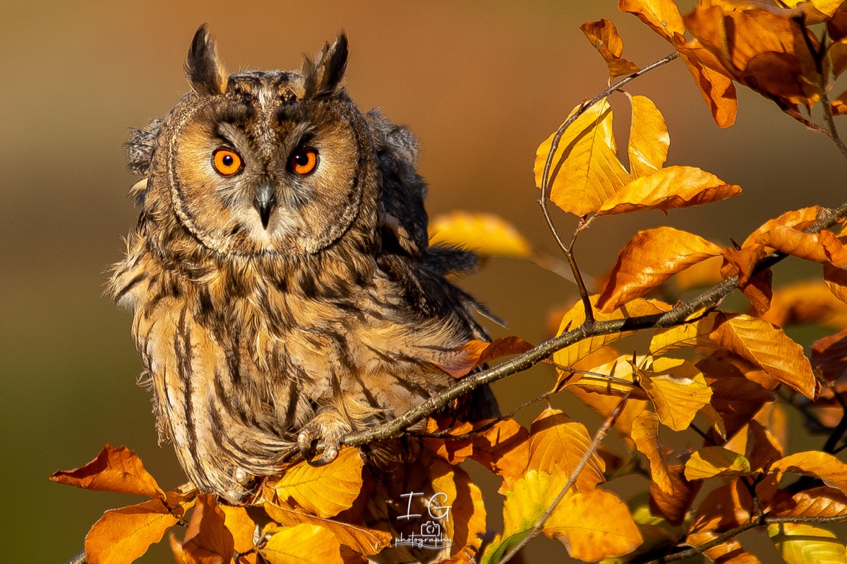 1DX43849 21 november 2021 1341 38